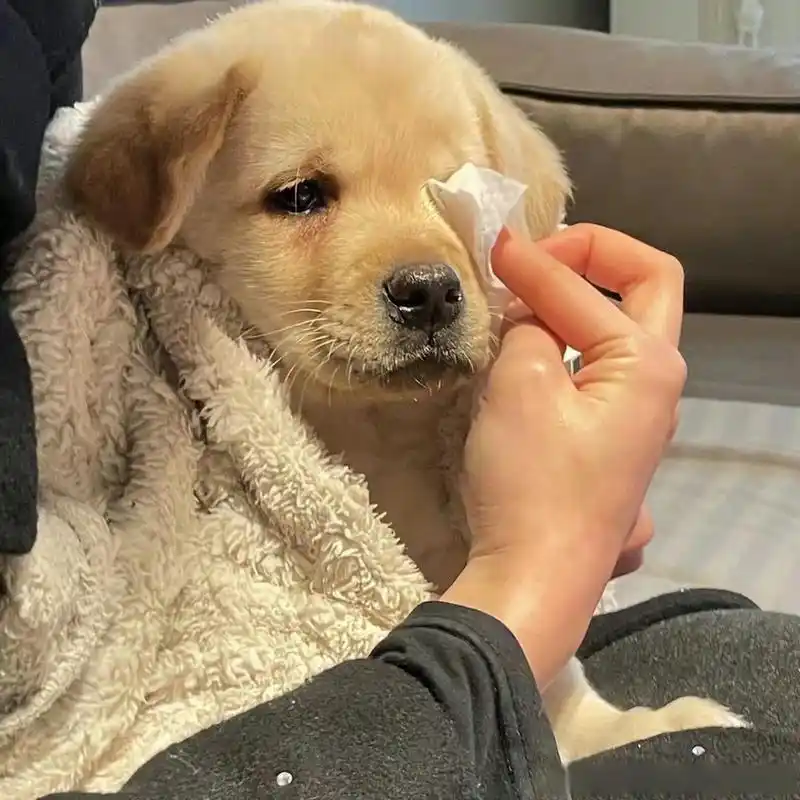 小西安利time#  可爱的伤心小狗表情包～ (via:一袋牛乳)