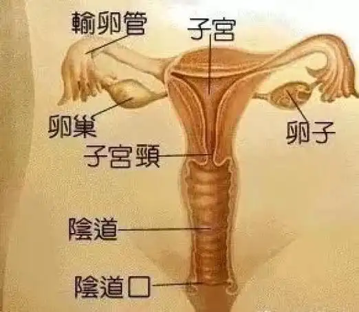 【党员教育 乡土技能】王殿全:牛冷配技术_澎湃号