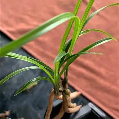 莲瓣兰赌草精品矮草