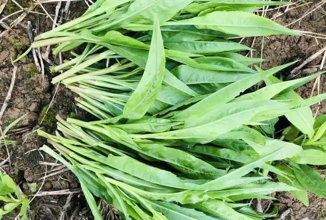 农村这野草,是春季野味,还是一种天然好药材,只是知道人太少了_网易