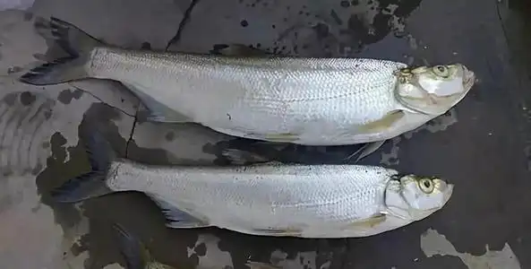 夏末初秋,野钓翘嘴&青梢正当时!记住这几点技巧,让你分分钟爆护!