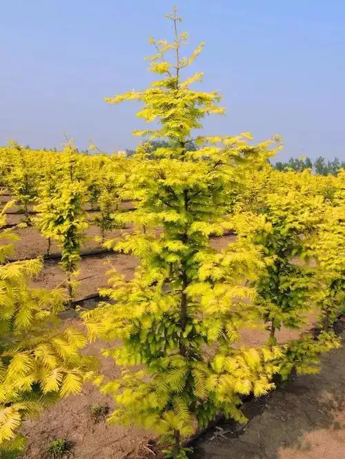 金叶水杉-它竟有"植物界大熊猫和活化石"之称?