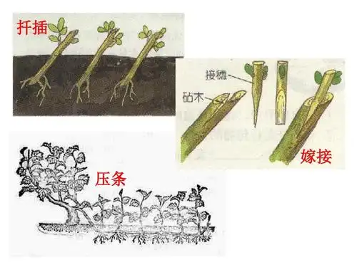 扦插 嫁接 压条