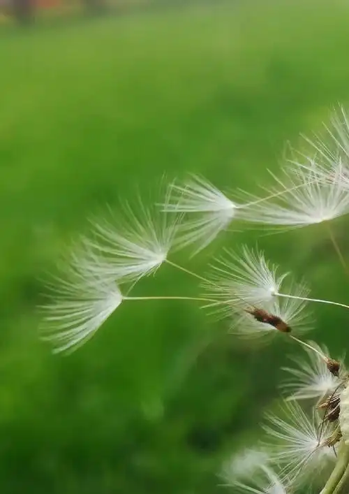 飞舞的蒲公英