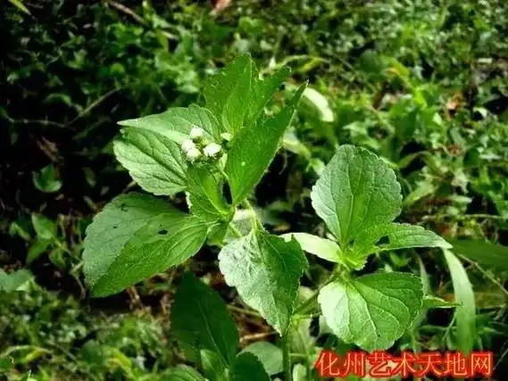 每日一学草药31:白花臭草