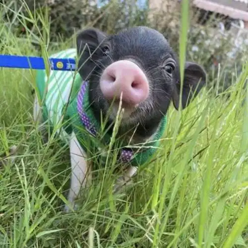 宠物猪泰国纯种小香猪迷你猪活体保活到家 3-5斤 公【图片 价格 品牌