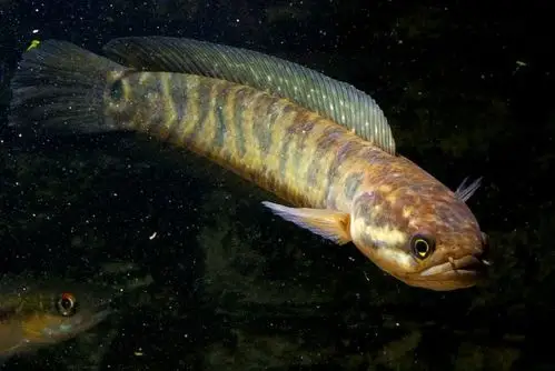 沙家浜湿地水中生命月鳢