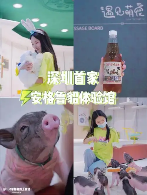 深圳首家安格鲁貂体验馆来啦!|萌宠体验馆_遇见萌宠.