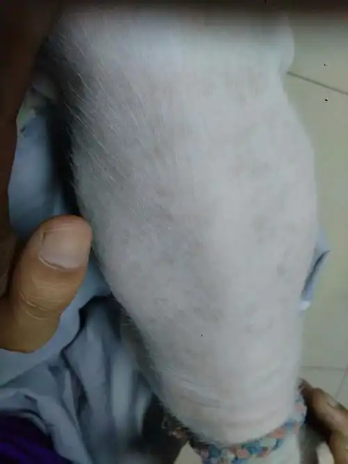 小狗皮肤上黑褐色斑块