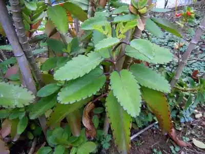 落地生根的功效与作用落地生根图片