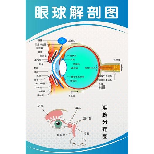 眼球解剖图墙贴纸医院眼科贴纸眼镜店挂图保护视力宣传海报装饰画