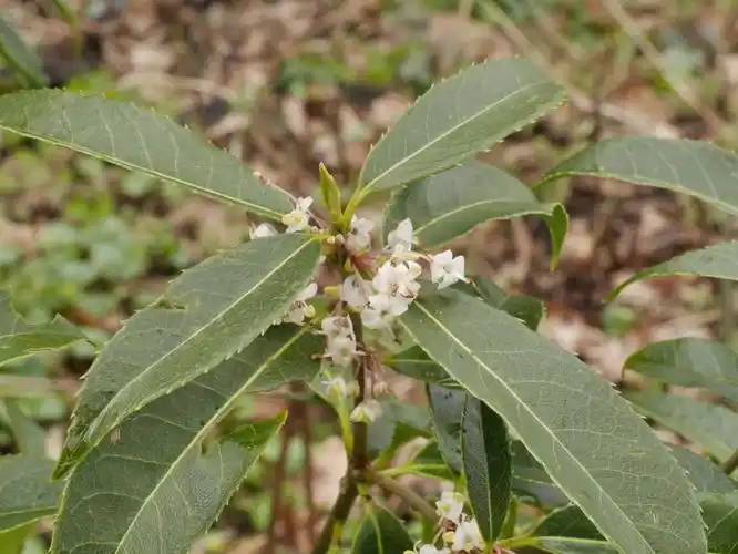 i>osmanthus serrulatus /i> rehder)是木犀科,木犀属植物