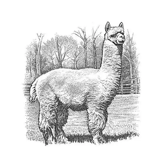 用钢笔点上1万个点成就一幅黑白画杰作