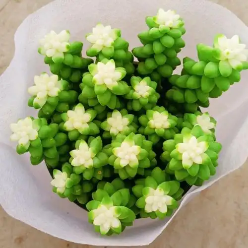 玉坠多肉植物雪花玉缀锦垂吊群生多头盆栽稀有品种带盆带土发货