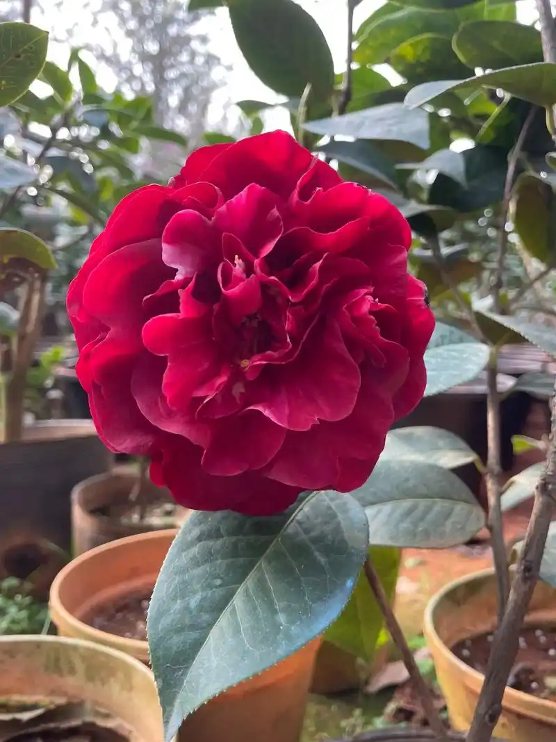 唯有云南茶花最惊艳#山茶花 ##云南神奇鲜花图鉴 #云南鲜花 - 抖音