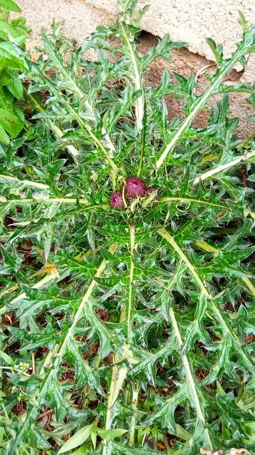 大蓟- 亓山农夫 - 图虫