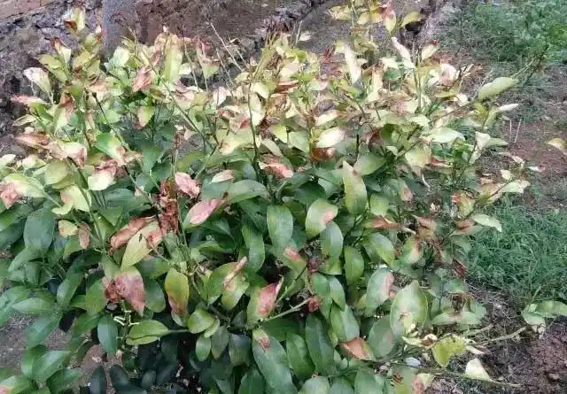 柑橘肥害药害高清图谱出炉,快快收藏别错过!