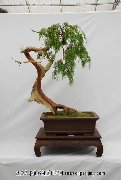 【转载】盆景四大家,七贤,十八学士 - 宁静致远的日志 - 网易博客