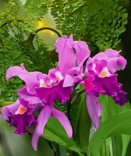 原创极品洋兰鉴赏一