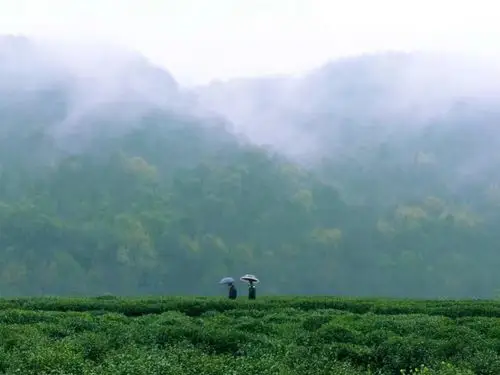 西湖狮峰龙井明前茶基地——钱小姐的茶园.
