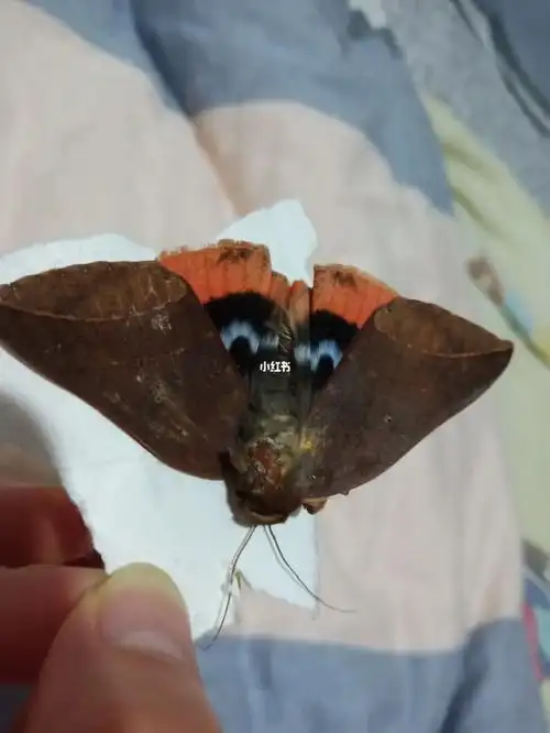 这个扑棱蛾子有点美