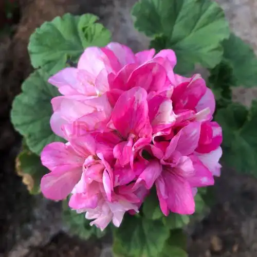 磐阙 上新垂吊天竺葵绿眼睛 四季开花,叶子带清香味新品 双色粉