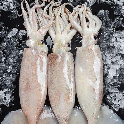 新鲜大鱿鱼仔整只鲜活冷冻舟山生鲜冻鱿鱼须烧烤铁板尤鱼海鲜水产