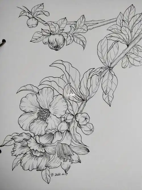 黑白线描花卉第53天石榴花