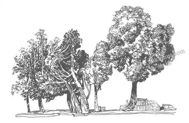 《小街边的树木》钢笔风景速写作画步骤