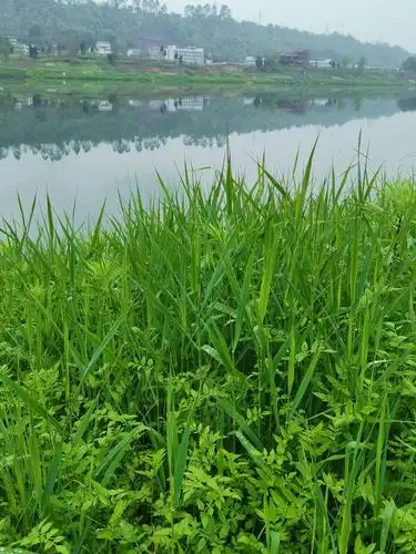 青青河边草,美得不得了.