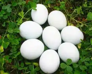 同城青浦白鹤乡下竹林新鲜农家散养土鹅蛋正宗特产大个生鹅蛋已售1