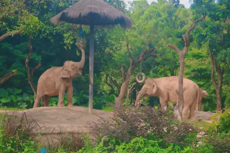 长隆野生动物世界