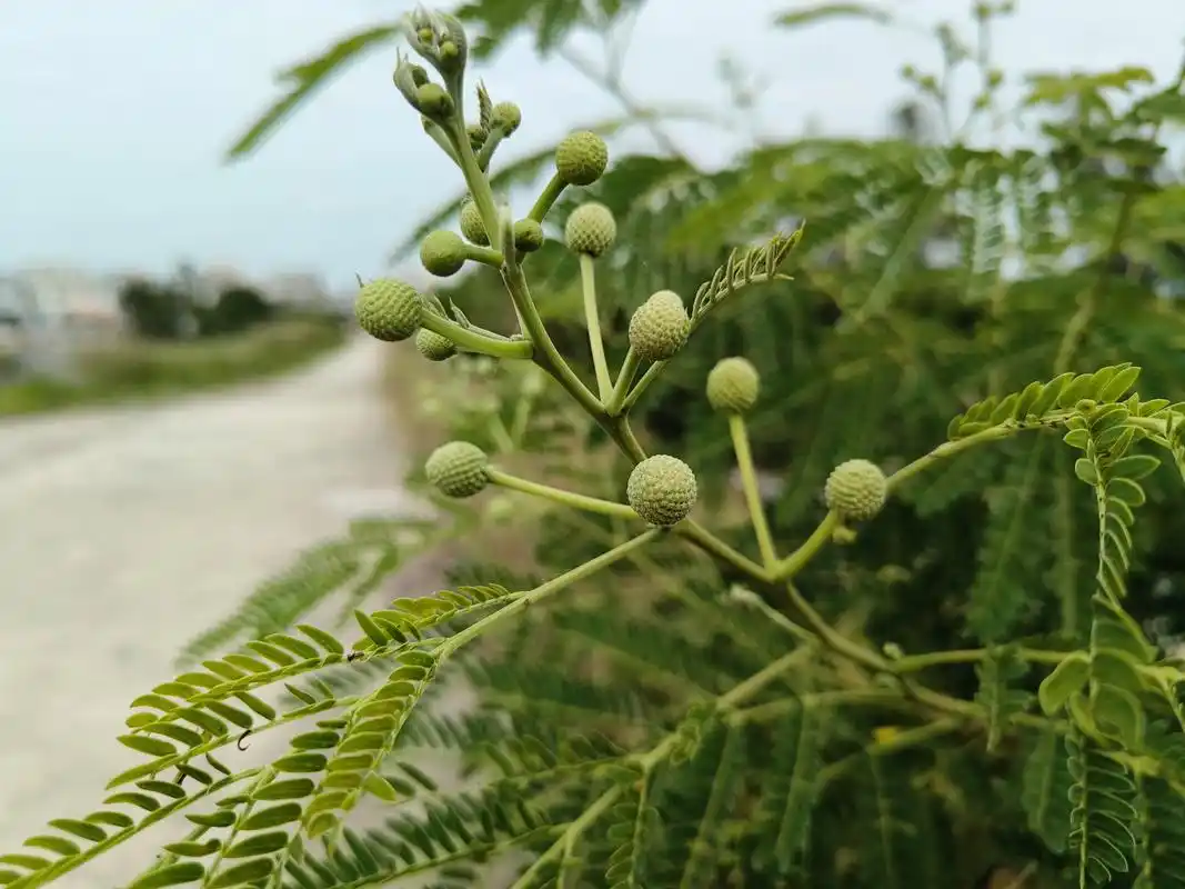 银合欢花具有一定的药用价值,花,果,皮皆可入药,有消痛排脓,收敛止血