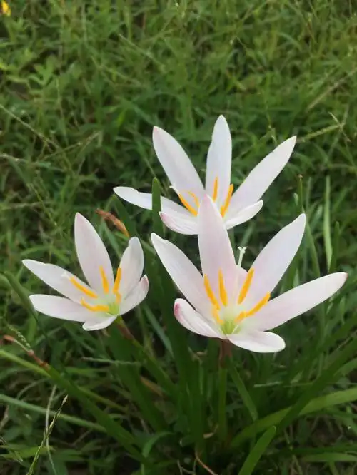 求图一的风雨兰品种