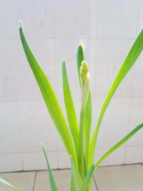 水仙的叶子渐渐变得绿中带黄.