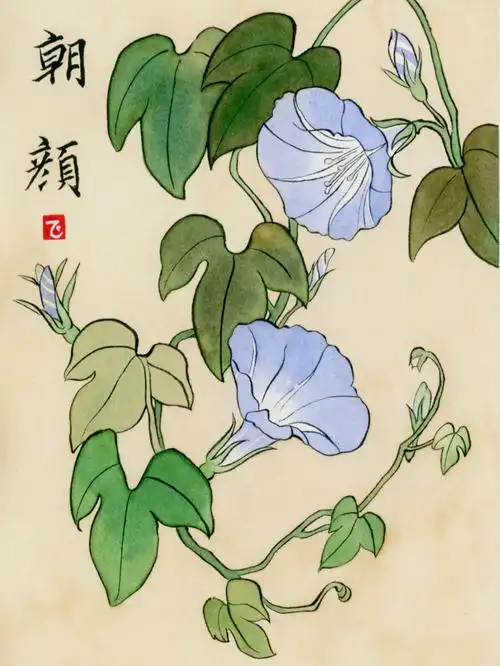 插画61牵牛花