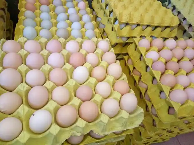 美食 我的美篇 写美篇农家放养土鸡,乌骨鸡,白壳土鸡蛋,绿壳土鸡蛋