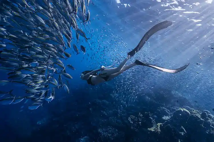菲律宾深海里潜水的女人和鱼群图片素材