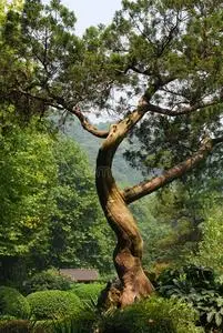 歪脖子树的图片