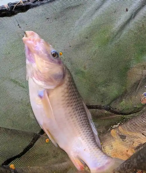 邕江里禾花鲤越来越多,有人担忧:这鱼太难吃