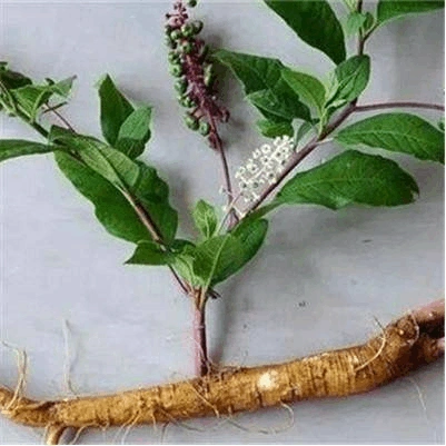 农村地里长出这种假人参,千万小心不要碰