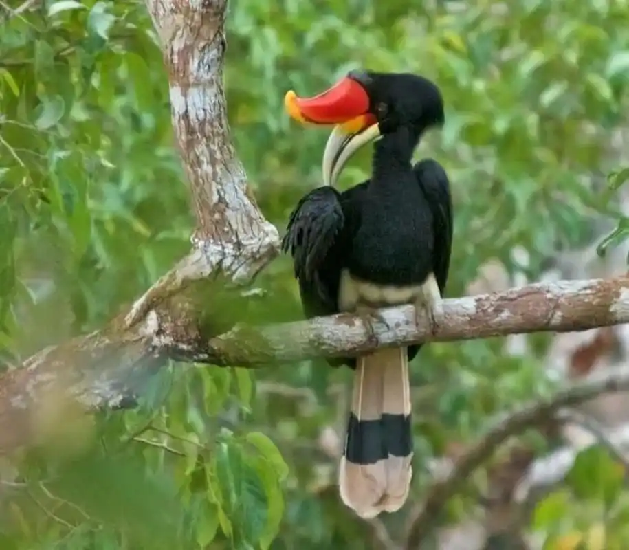 热带雨林中的犀牛鸟