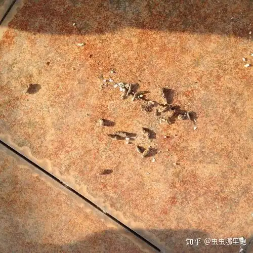 壁虎抓不到有方法看这里