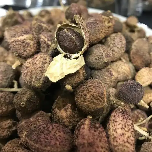 广东阳春砂仁春砂仁砂仁米春沙仁 春砂仁 饱满大粒500克批发