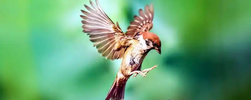 麻雀的躯干有什么特征