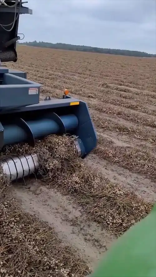 农村大型花生收割机,一天100亩地,真是便民神器!