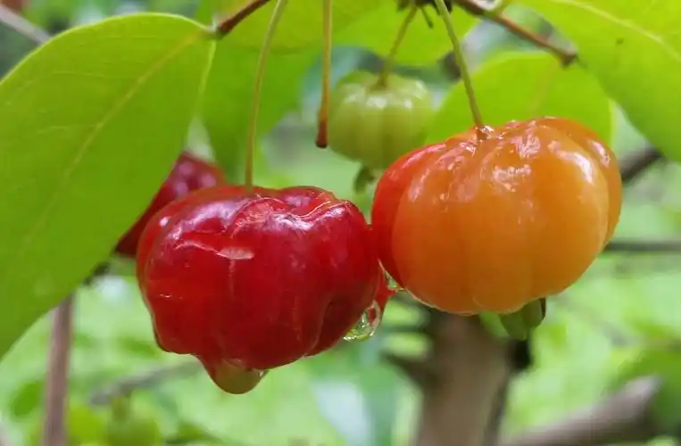 亲近植物园之红果子