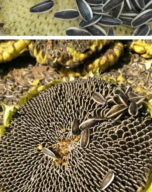 葵花籽产地及价格(葵花籽产地及价格查询)_大全-幸福起航