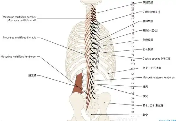 珍藏3d脊椎与背部解剖图解