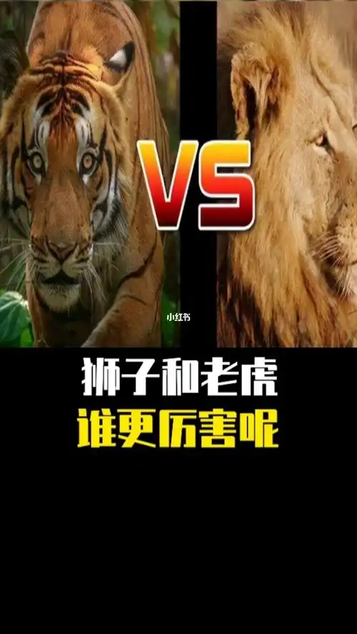 狮子和老虎谁更厉害呢关注我不迷路